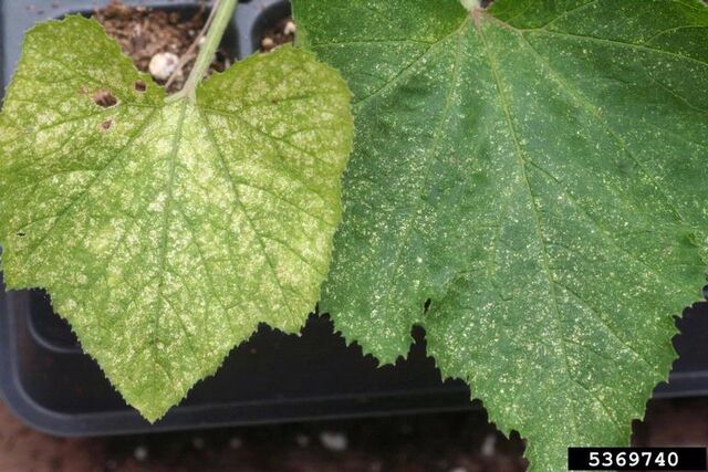 File:Courgette Red Spider Mite.jpg