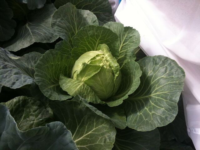 File:Cabbage Primo-2.jpg
