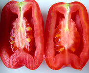 Tomato Hollow Fruit