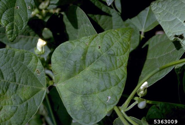 File:Bean Halo Blight.jpg
