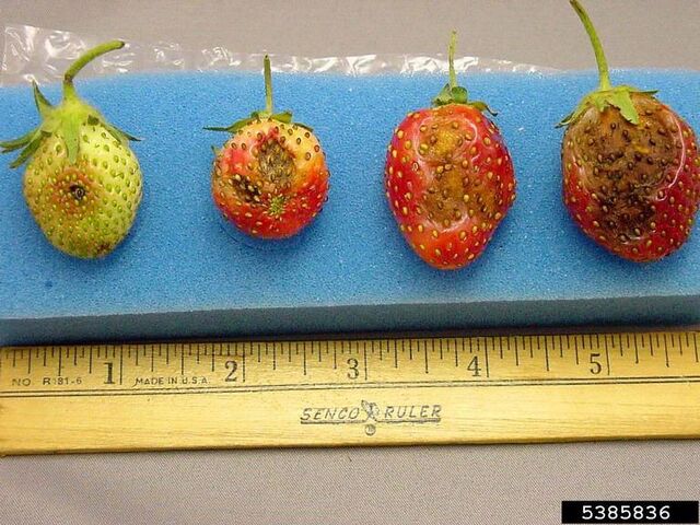 File:Strawberry Anthracnose.jpg