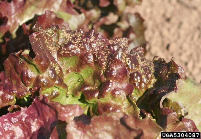 File:Lettuce Palestriped Flea Beetle.jpg