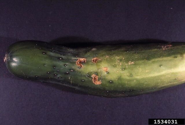 File:Cucumber Cucurbit Scab.jpg