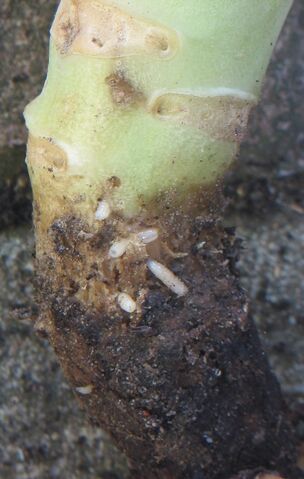 File:Cauliflower Cabbage Root Fly.jpg