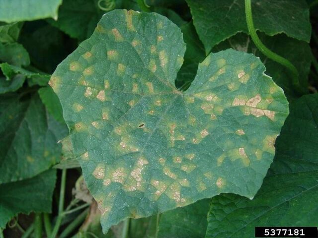 File:Cucumber Downy Mildew.jpg