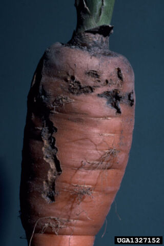 File:Carrot Weevil Damage.jpg