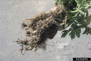 Celery Root-Knot Nematode
