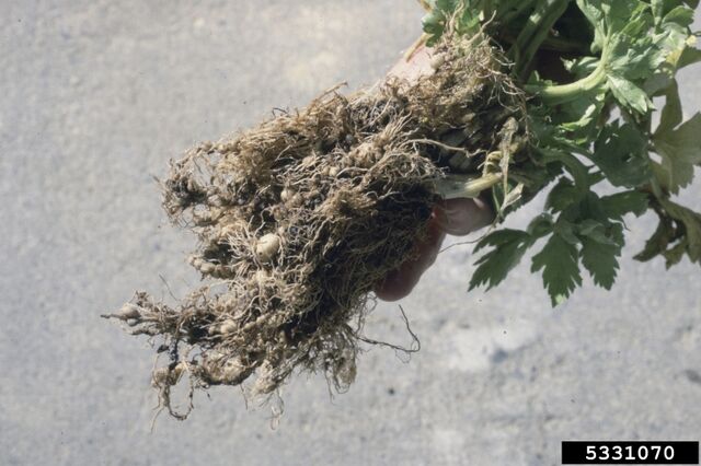 File:Celery Root-Knot Nematode.jpg