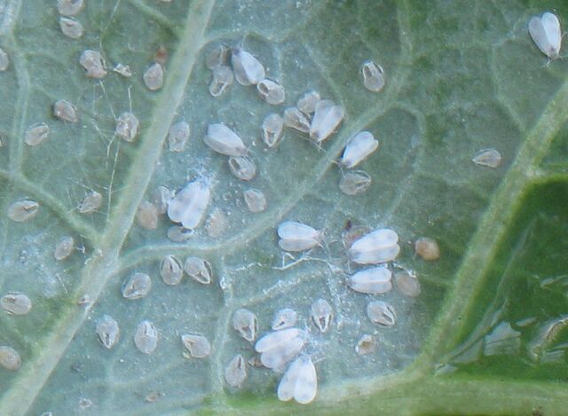 File:Cabbage Cabbage Whitefly.jpg