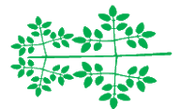 Leaf morphology Tripinnate