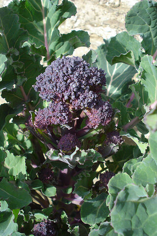 File:Broccoli Early Purple Sprouting.jpg