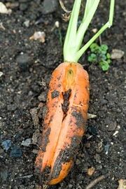 Carrot Splitting