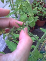 Tomato Dry Set