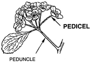 Pedicel Peduncle diagram