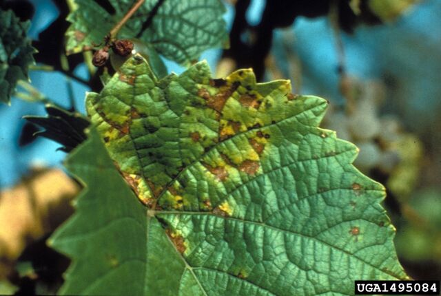 File:Grape Downy Mildew.jpg