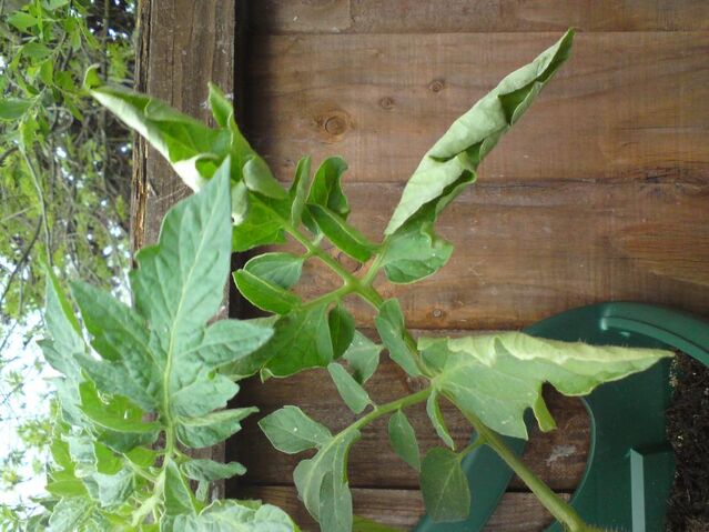 File:Tomato Leaf Curl.jpg
