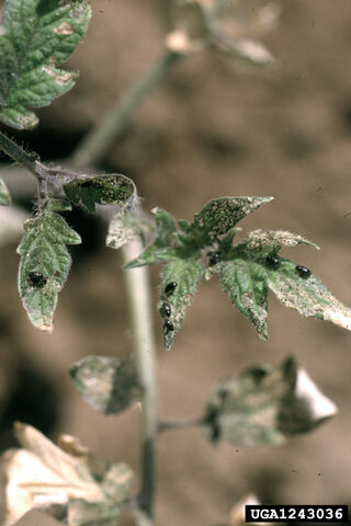 File:Tomato Potato Flea Beetle.jpg