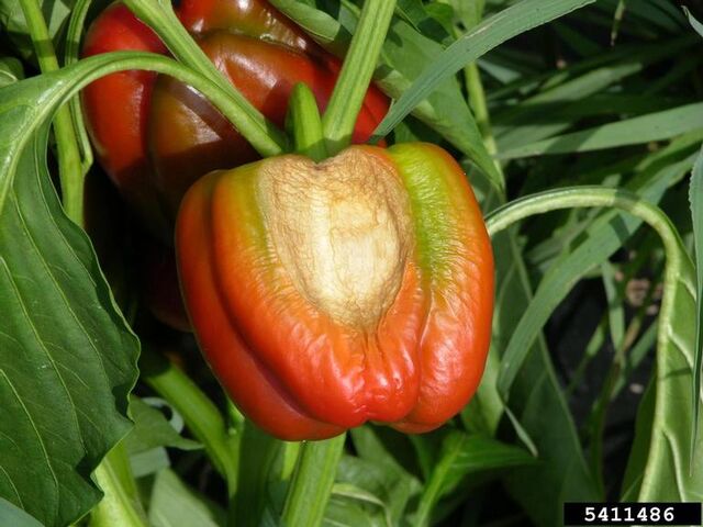 File:Pepper Sun Scald.jpg