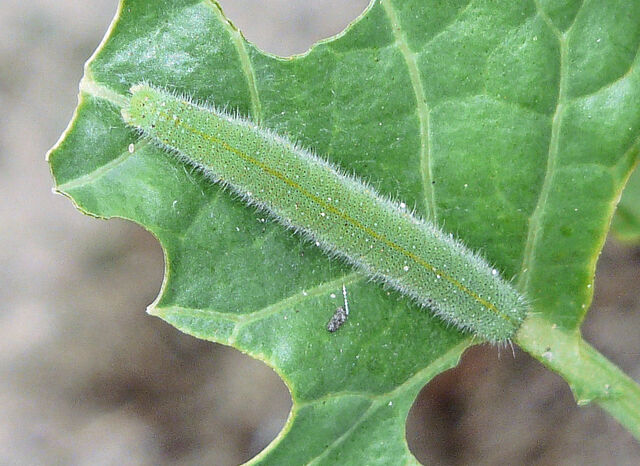 File:Small White Caterpillar Broccoli.jpg