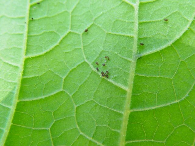 File:Blackfly Courgette Leaf.jpg
