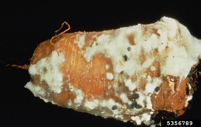 File:Carrot Sclerotinia Rot.jpg