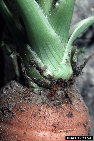 File:Carrot Weevil Crown.jpg