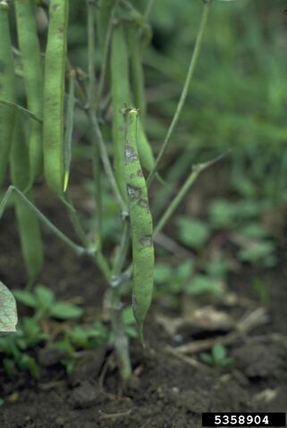 File:French Bean Pod Powdery Mildew.jpg