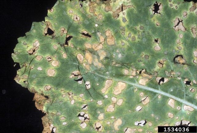 File:Turnip Anthracnose.jpg