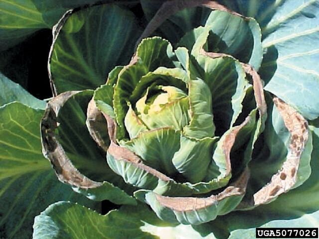 File:Cabbage Calcium Deficiency.jpg