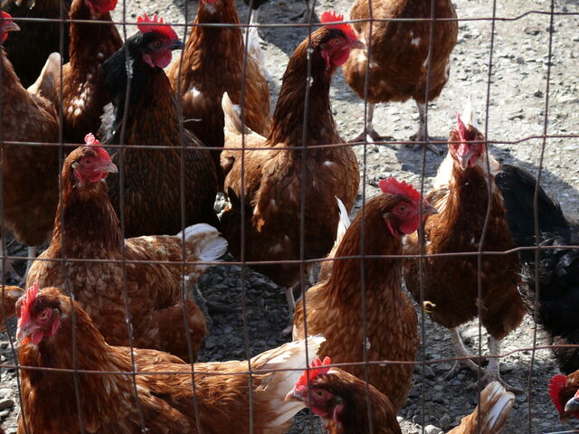 File:Chickens.jpg