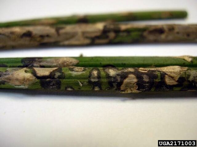 File:Asparagus Phaeosphaeria Fungi.jpg