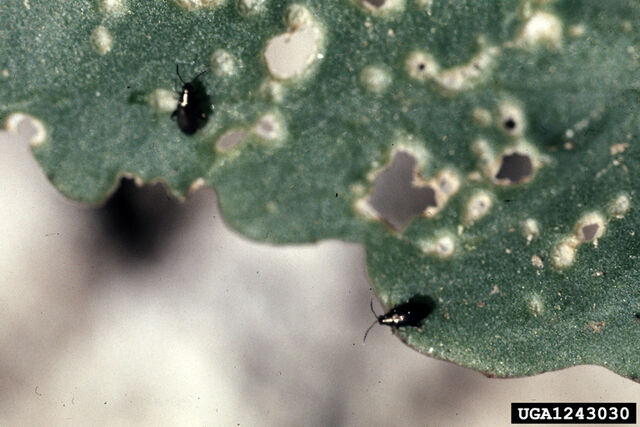 File:Cabbage Flea Beetle.jpg