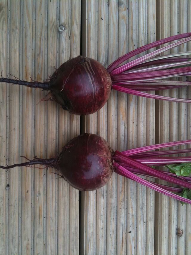 File:Beetroot Boltardy.jpg