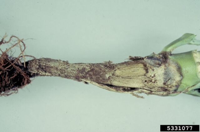 File:Broccoli Wire Stem.jpg