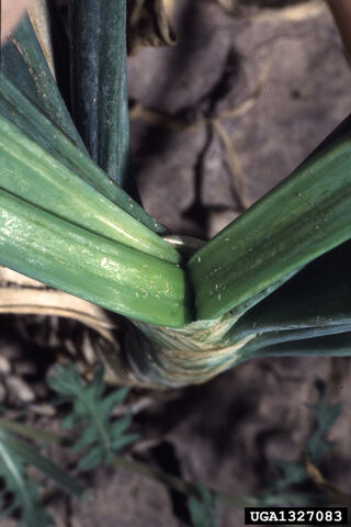File:Onion Thrips.jpg