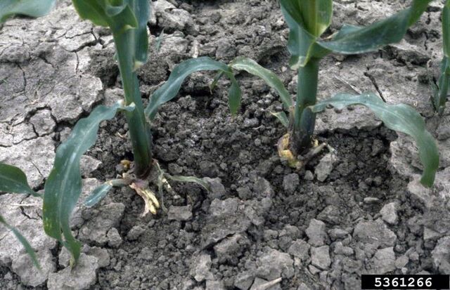 File:Corn Fasciation.jpg
