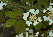 Viburnum plicatum Mariesii B