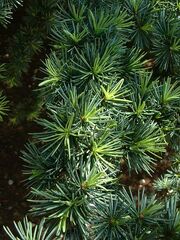 Cedrus atlantica2