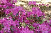 Encoreazalea