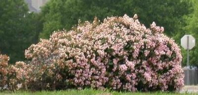 Indian Hawthorn, India Hawthorn (Rhaphiolepis indica) at a distance