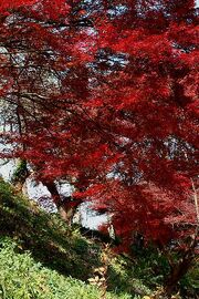 Acer palmatum img
