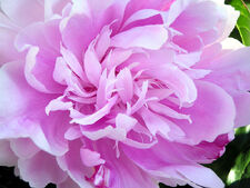 Peony closeup