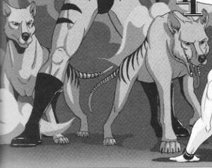 Thylacines