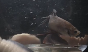 Haru (fish)