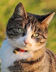 Gato estrés2.jpg