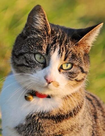 Archivo:Gato estrés2.jpg