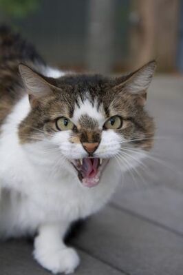 Gatoenojado