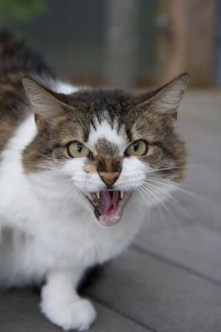 Archivo:Gatoenojado.jpg