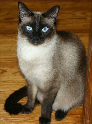 Archivo:Siamés Gato.jpeg