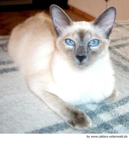 Archivo:Gato Balinés.jpg